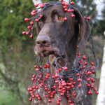 German Shorthair with Christmas Decorations